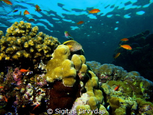 Colorful coral reef in Red sea by Sigitas Sirvydas 